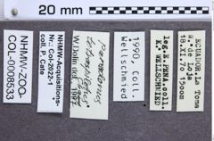 Etikette zu Paradonus tetraspilotus (Champion, 1895) (NHMW-ZOO-COL-0008533)